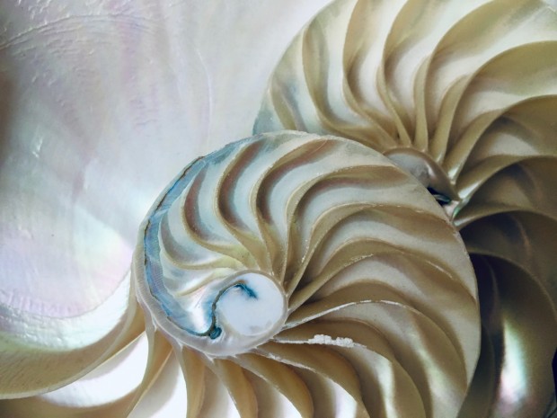 a close up of a shell with a white background