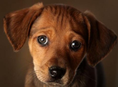 Don't Hug Other Dogs, Dog Jealousy Is a Thing: Study [VIDEO]