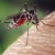 PennState Professor Rasgon Talks Zika Virus & Another Disease: Are Pennsylvanians At Risk? [VIDEO]