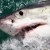 Shark App: iOS Sharktivity Notifies Users When It Tracks Aquatic Carnivores