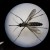 Dengue Breakthrough: NYU Research Shows Phone Calls Can Detect Dengue Fever Outbreak