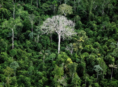 Species Alert! Climate Change Forest Use Change Puts Lives Of Species At Risk Research Say