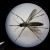 Zika Virus in Utah Leaves A Mystery: Is Person-to-Person Transmission Possible?