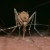 Harris County Confirmed Human Case of West Nile Virus; Watch Easy Steps to Protect Yourself!
