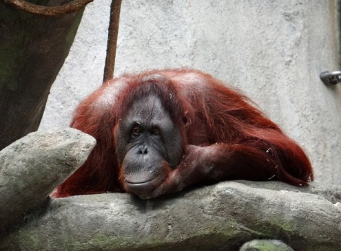 Australian Zoo Researchers Help Orangutans Make Their Own Music [VIDEO]