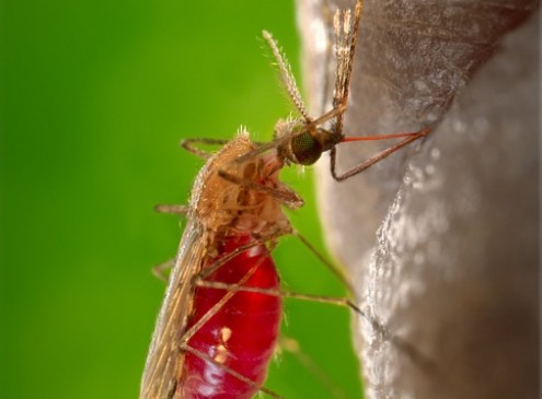 Malaria Treatment Breakthrough By UCT Academics: A Simple Molecule? [VIDEO]