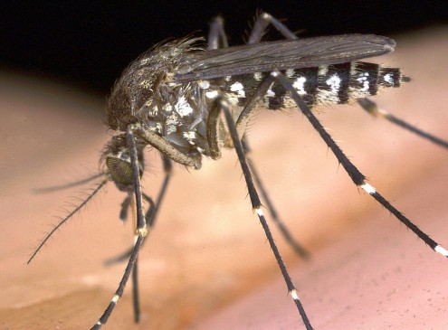 Scientists Reveal Never Before Seen Approach To Mosquito Flight