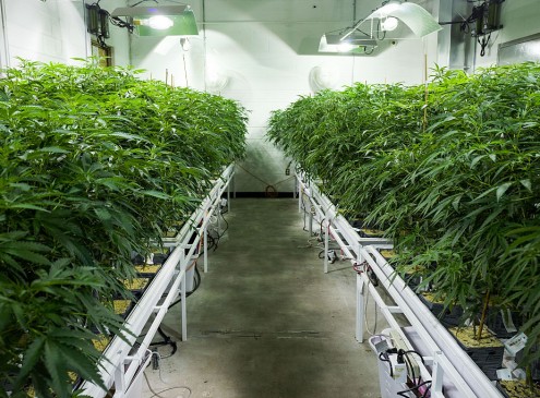 Marijuana Exhibit To Be Held In Oregon? U.S. State Collects Millions In Tax Revenue From Recreational Marijuana[VIDEO]