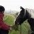 Horses Reduce Stress Levels in Youth: Study