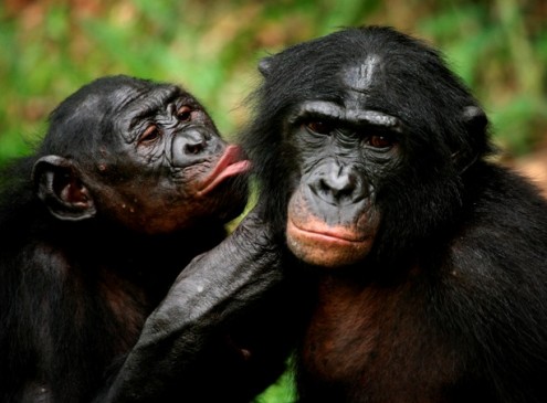 Attractive Bonobo Females Are More Likely To Win Conflicts against Males, Study