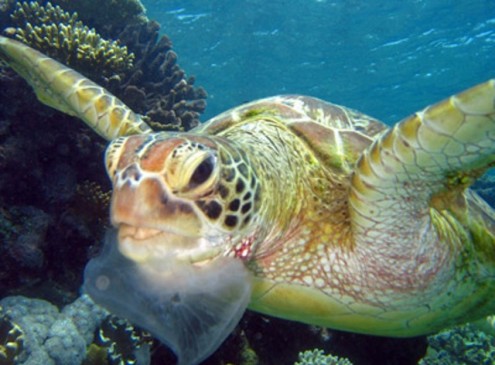Endangered Turtles Eating More Plastic than Ever, Study