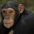 Chimps Can Suffer Presbyopia At 40 Plus, Kyoto University Academic Study Reveals