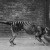 The Tasmanian Tiger is Not Extinct?; Proofs Caught On Camera [Video]