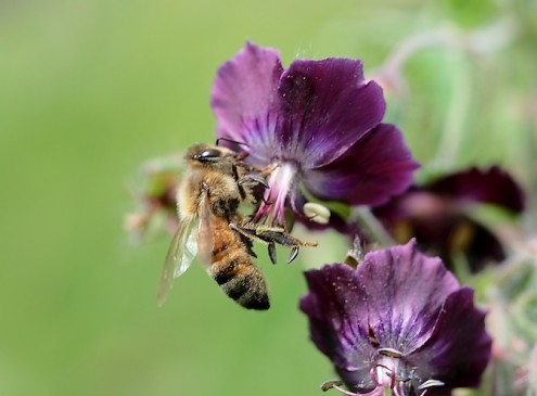 Worker Bees' Size Shrinking Due to Pesticide Use, Study