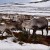 Climate Change Causes Shrinking Of Reindeers; Who Will Help Santa Now?