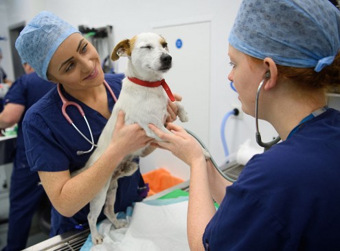James Cook University Veterinary Class Strips For Charity