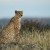 Cheetahs On The Fast Track To Extinction, Researchers Warn