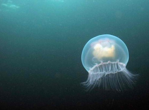 Be Ready For The Next Quantum Revolution: Jellyfish Lasers