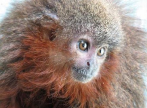 New Monkey Species That Purrs Like Cat Found In Amazon Rainforest