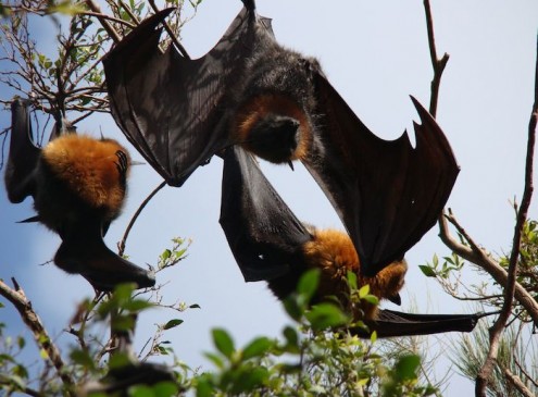 Bats Mistake Wind Turbines for Trees; Risk their Lives by Approaching the Spinning Blades, Study