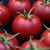 University Of Florida Researchers To Bring Back The Tomato's Flavor