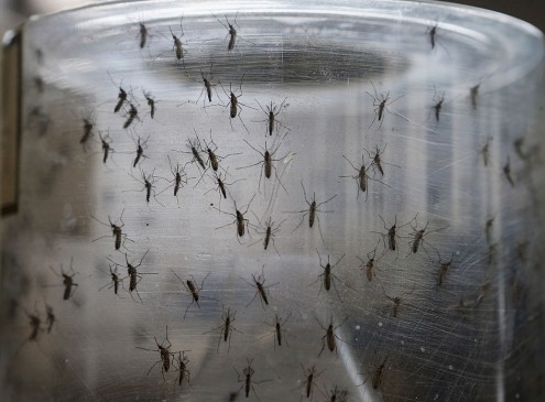UPenn-Led Team Of Scientists Develops Zika Vaccine