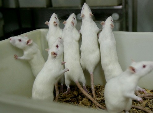 Animal Rights Advocates Urge University Of Montana To Stop Animal Experiments