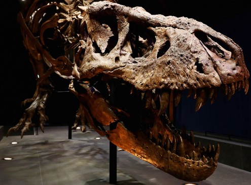 University of Connecticut Partners In Interactive Dinosaur Exhibit