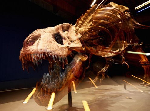 Ohio State University Crowdfunding Needs Help In Purchasing Dinosaur Bones