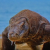 Komodo Dragon Blood Contains Substances That Can Save Lives [Video]
