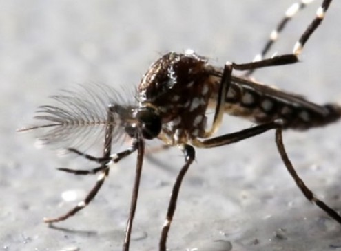 Bacterial Genes May Soon Wipe Out Zika Virus And Dengue