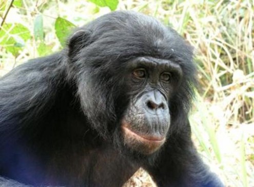 Bonobos Losing Habitat at a Fast Pace, Study
