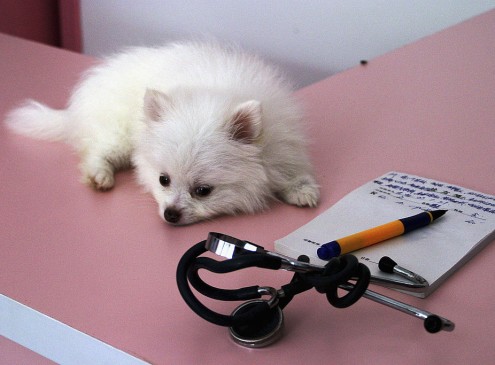 If You Are True Pet Lovers, Schedule Regular Medical Checkups For Your Pets [VIDEO]