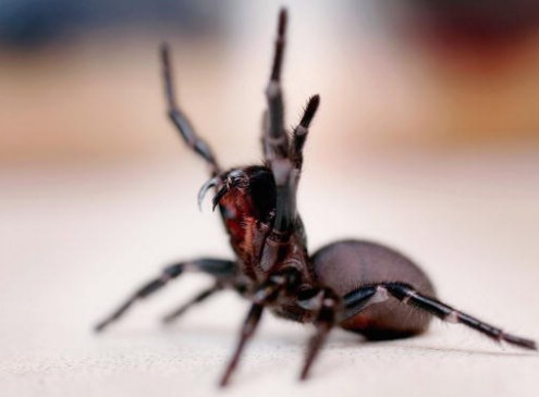 Deadly Spiders Offer Hope To Stroke Patients