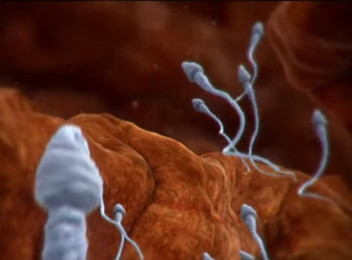 The Calculation For Pro Creation: Mathematics Reveal How Sperm Swim