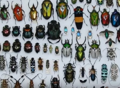 Arizona State University Receives Over 1.2 Million Insects For Research