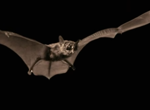 White Nose Syndrome Threatens Bats