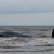 Southern California Rescuers On Look Out For Gray Whale Trapped In Metal Frame