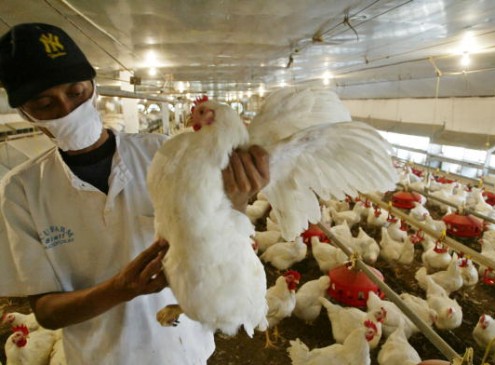 Anti Bird Flu Measures Decreased in the UK; America May Follow Suit [Video]