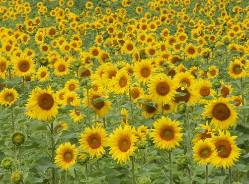 Michigan State University Study: Sunflower Seeds Could Be Source Of Toxic Mold [Video]