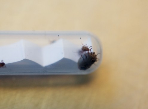 Yale University Research Finds How Tick Protein Solves Antibiotic Resistance Problem [Video]