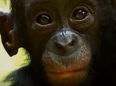 George Washington University Claims Humans Came From Bonobos Not Common Chimps [Video]