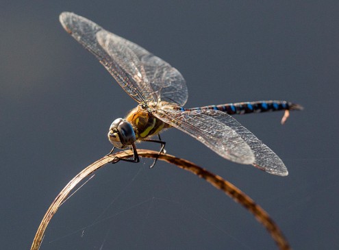 University Study Finds Why Female Dragonflies Fake Their Death [VIDEO]