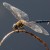 University Study Finds Why Female Dragonflies Fake Their Death [VIDEO]
