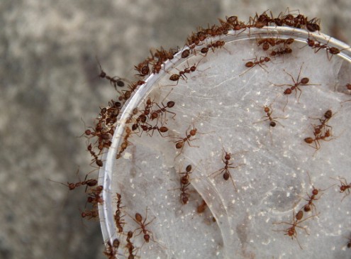 Super Rare T. Rex Ant Colony Found In Singapore Forest; Ants Surprisingly Timid [VIDEO]