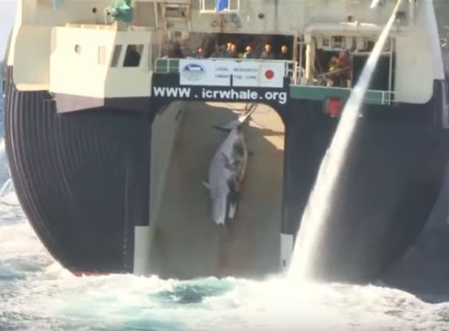 Japan's True Colors Are About To Be Revealed; Whaling Footage Will Show The Truth {VIDEO]