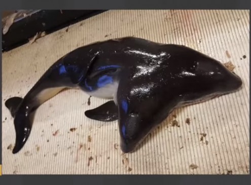 Conjoined Porpoise In The North Sea May Be An Aftermath Of Fukushima [VIDEO]