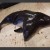 Conjoined Porpoise In The North Sea May Be An Aftermath Of Fukushima [VIDEO]