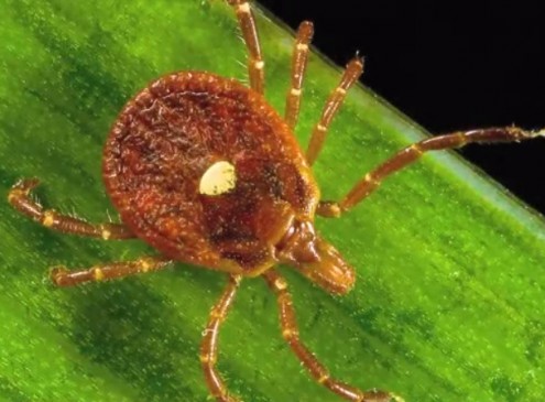 This Tick Reprograms Your Immune System And Cause Meat Allergies Forever [VIDEO]