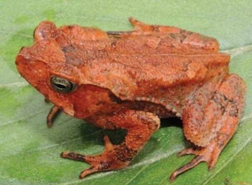 Biologists Discover New Toad Species in Peruvian Yungas